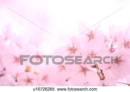 Stock Photography - Cherry blossoms. Fotosearch