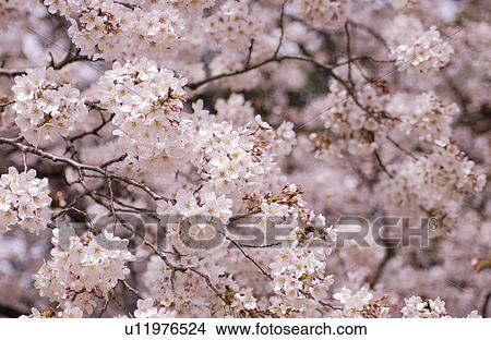 Picture - Cherry flowers on branch, close up, full frame. Fotosearch