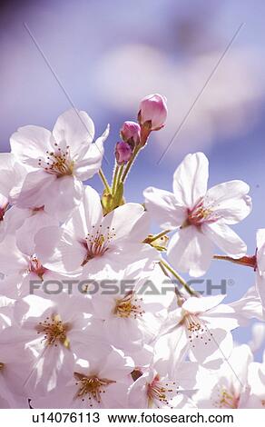 Cherry flowers on branch, close up View Large Photo Image Stock Image - Cherry flowers on branch, close up. Fotosearch