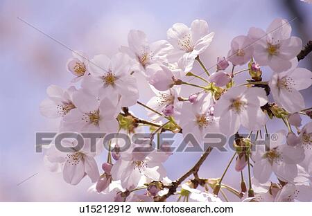 Cherry flowers on branch, close up View Large Photo Image Stock Image - Cherry flowers on branch, close up. Fotosearch