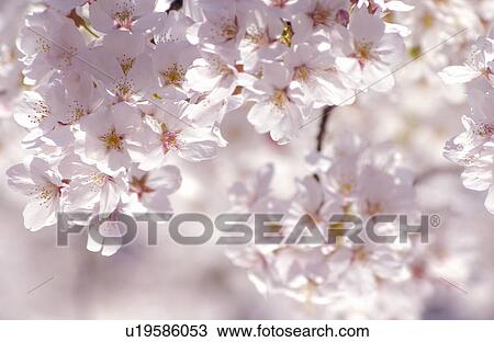 Cherry flowers on branch, close up View Large Photo Image Stock Image - Cherry flowers on branch, close up. Fotosearch