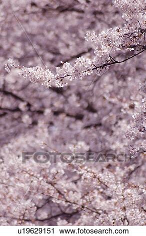 Stock Image - Cherry flowers on branch, close up, full frame. Fotosearch