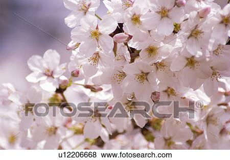 Cherry flowers on branch, close up View Large Photo Image Stock Photo - Cherry flowers on branch, close up. Fotosearch