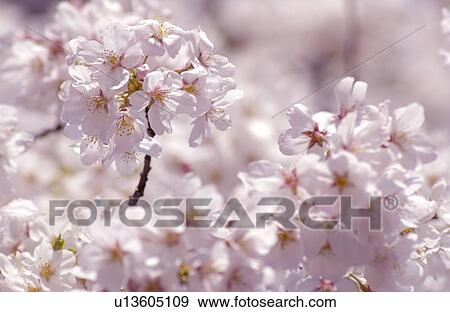 Stock Photo - Cherry flowers on branch, close up. Fotosearch