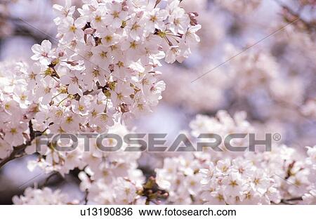 Cherry flowers on branch, close up View Large Photo Image Stock Photograph - Cherry flowers on branch, close up. Fotosearch