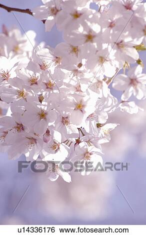 Stock Photograph - Cherry flowers on branch, close up. Fotosearch