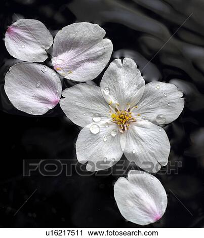 Cherry flowers on water surface, close up, black background View Large Photo Image Stock Image - Cherry flowers on water surface, close up, black background. Fotosearch