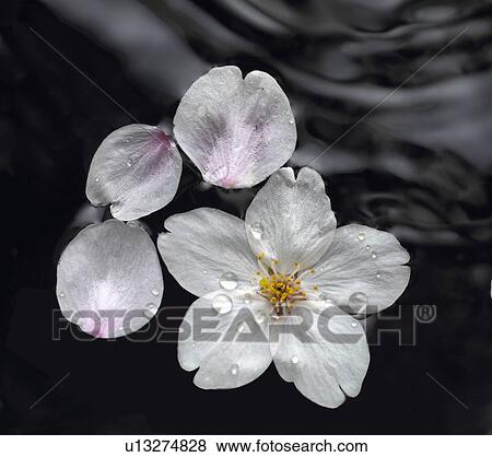 Cherry flowers on water surface, close up, black background View Large Photo Image Stock Photo - Cherry flowers on water surface, close up, black background. Fotosearch