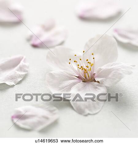 Cherry flowers on white background, close up View Large Photo Image Stock Image - Cherry flowers on white background, close up. Fotosearch