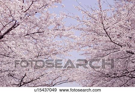 Stock Photo - Cherry trees against sky. Fotosearch