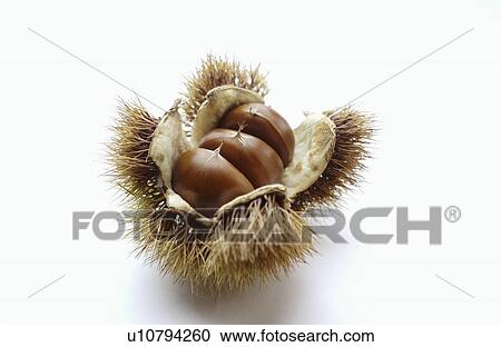 Chestnut View Large Photo Image Stock Image - Chestnut. Fotosearch
