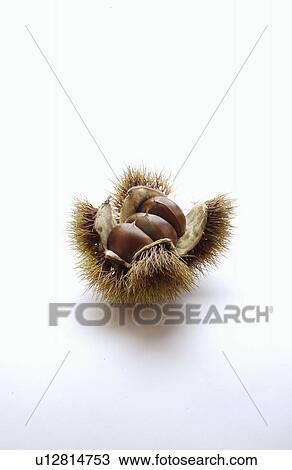 Stock Image - Chestnut. Fotosearch
