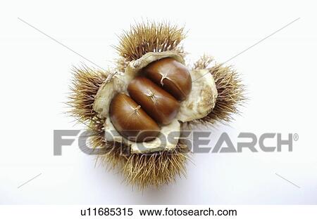 Stock Photography - Chestnut. Fotosearch
