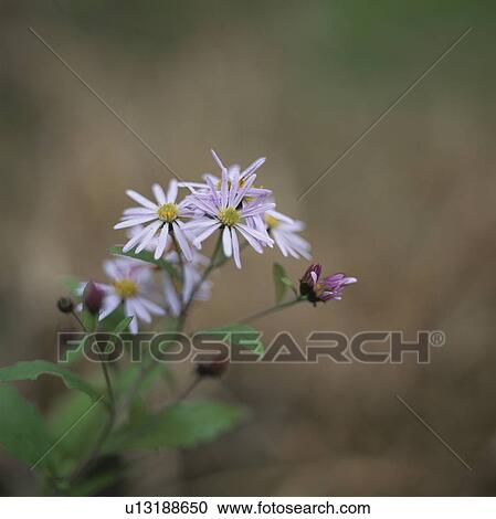 Chrysanthemums, close up, differential focus, Tokyo prefecture, Japan View Large Photo Image Stock Image - Chrysanthemums, close up, differential focus, Tokyo prefecture, Japan. Fotosearch