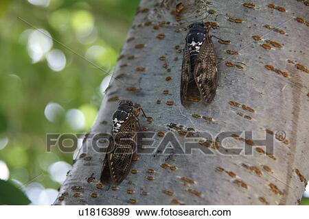 Stock Photo - Cicadas on tree trunk, close up. Fotosearch