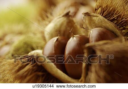 Close Up Image of Chestnut View Large Photo Image Picture - Close Up Image of Chestnut. Fotosearch