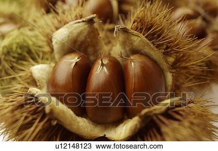 Stock Image - Close Up Image of Chestnut. Fotosearch