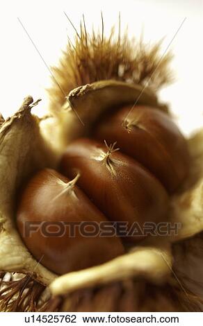 Stock Image - Close Up Image of Chestnut. Fotosearch