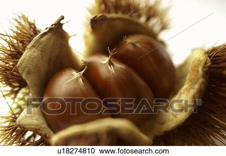 Stock Image - Close Up Image of Chestnut. Fotosearch