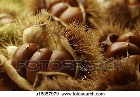 Stock Photo - Close Up Image of Chestnut. Fotosearch