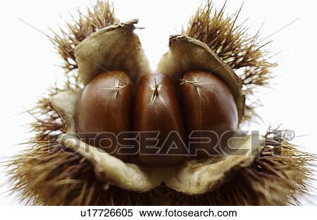 Stock Photography - Close Up Image of Chestnut. Fotosearch
