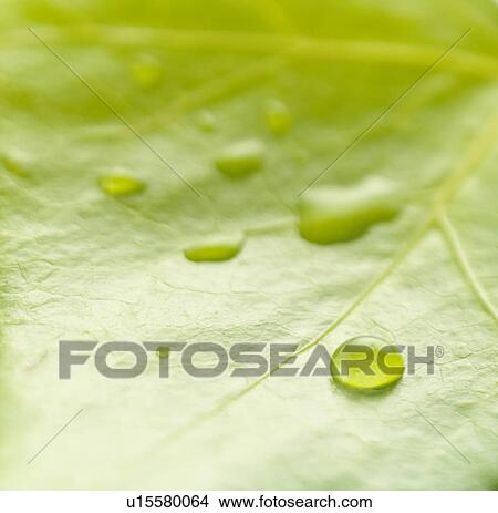 Picture - Close Up Image of Dew on Green Leaf. Fotosearch