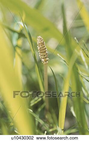 Close Up Image of Horsetail View Large Photo Image Stock Image - Close Up Image of Horsetail. Fotosearch