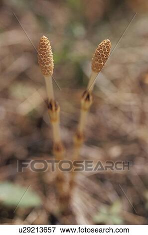 Close Up Image of Horsetail View Large Photo Image Stock Photo - Close Up Image of Horsetail. Fotosearch
