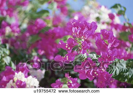 Stock Image - Close Up Image of Tropical Flower. Fotosearch