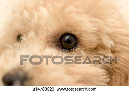 Stock Image - Close-up of dog. Fotosearch