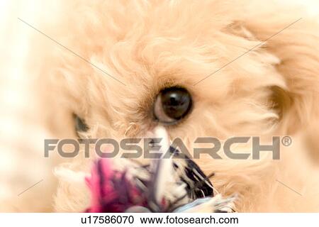 Close-up of dog View Large Photo Image Stock Image - Close-up of dog. Fotosearch