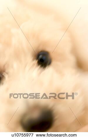 Stock Photo - Close-up of dog. Fotosearch