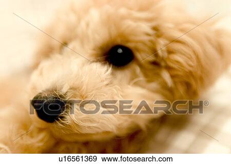 Stock Photo - Close-up of dog. Fotosearch