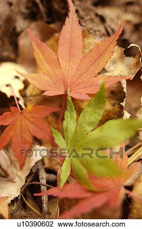 Close-up of fallen Japanese maple leaves View Large Photo Image Stock Image - Close-up of fallen Japanese maple leaves. Fotosearch