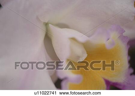 Stock Image - Close up of flower head, full frame. Fotosearch