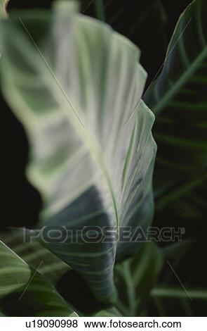 Stock Photo - Close up of leaf, black background. Fotosearch