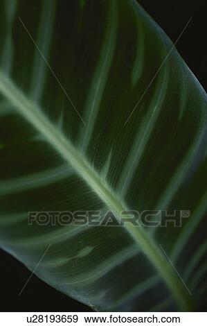 Close up of leaf, black background, full frame View Large Photo Image Stock Photo - Close up of leaf, black background, full frame. Fotosearch