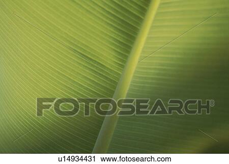 Stock Image - Close up of leaf, full frame. Fotosearch