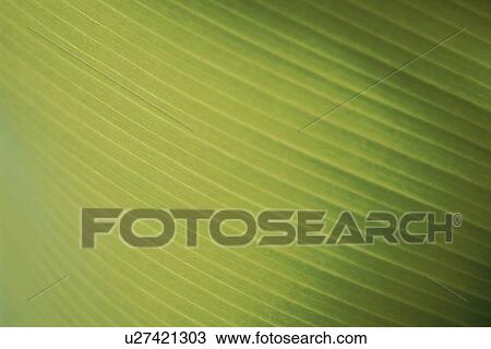 Close up of leaf, full frame View Large Photo Image Stock Image - Close up of leaf, full frame. Fotosearch