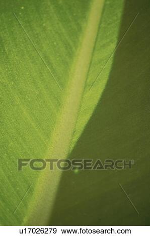 Close up of leaf, full frame View Large Photo Image Stock Photo - Close up of leaf, full frame. Fotosearch
