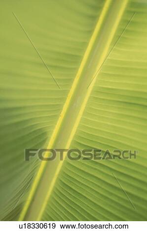 Close up of leaf, full frame View Large Photo Image Stock Photo - Close up of leaf, full frame. Fotosearch