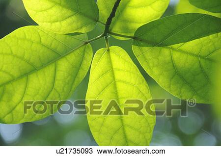 Close-up of leaves, Kanagawa Prefecture, Honshu, Japan View Large Photo Image Stock Image - Close-up of leaves, Kanagawa Prefecture, Honshu, Japan. Fotosearch