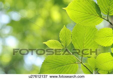 Close-up of leaves, Kanagawa Prefecture, Honshu, Japan View Large Photo Image Stock Photo - Close-up of leaves, Kanagawa Prefecture, Honshu, Japan. Fotosearch