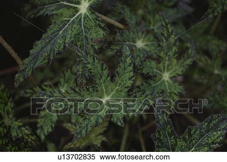 Close up of leaves View Large Photo Image Stock Photography - Close up of leaves. Fotosearch
