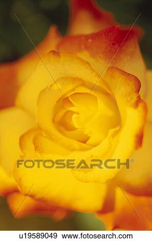 Close up of orange rose View Large Photo Image Stock Photo - Close up of orange rose. Fotosearch