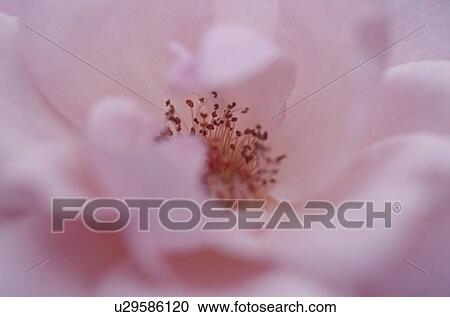 Close up of pink flower, soft focus, full frame View Large Photo Image Stock Image - Close up of pink flower, soft focus, full frame. Fotosearch
