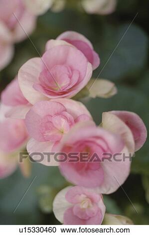Close up of pink flowers View Large Photo Image Stock Image - Close up of pink flowers. Fotosearch