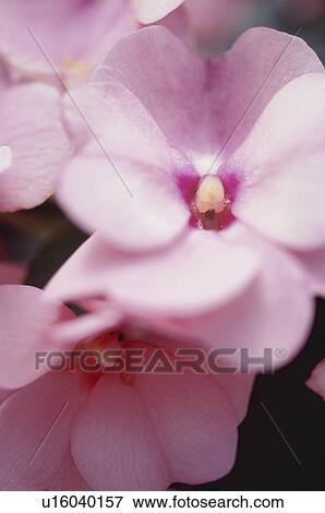 Stock Photo - Close up of pink flowers. Fotosearch