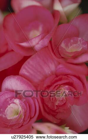 Stock Photography - Close up of pink flowers. Fotosearch