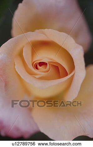 Close up of pink rose View Large Photo Image Stock Photograph - Close up of pink rose. Fotosearch